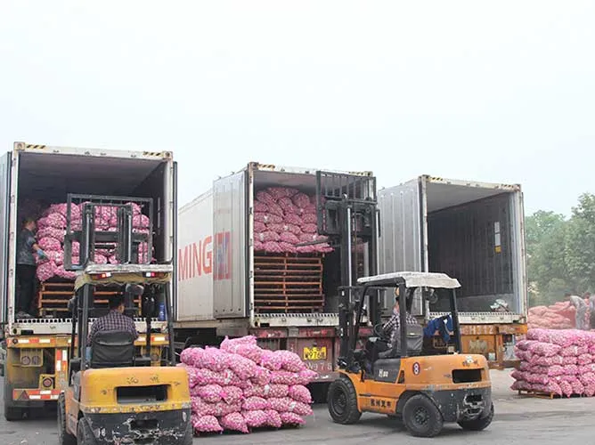 Proses pemuatan bawang putih ke dalam truk untuk didistribusikan