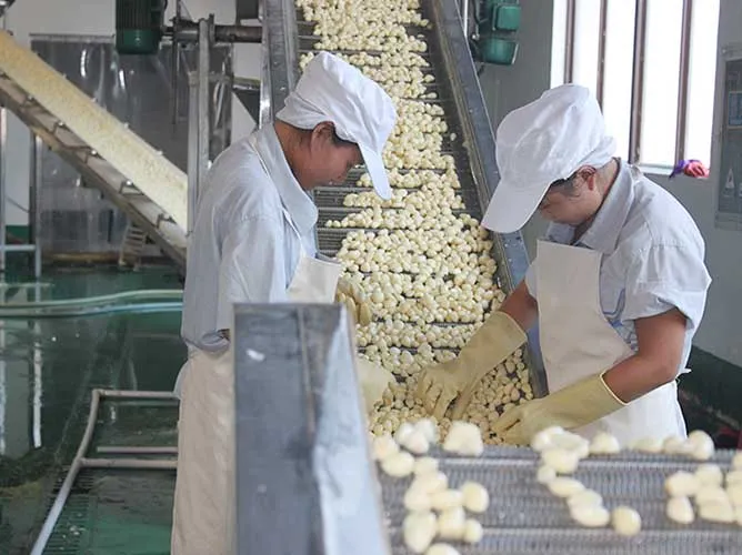 Proses pencucian dan penyortiran bawang putih pada lini produksi