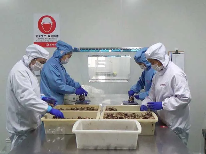 Pekerja melakukan penanganan dan penyortiran bawang putih di area produksi